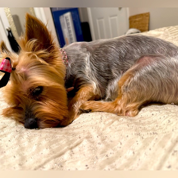 Meet your Posher, Claris - Picture 1 of 2